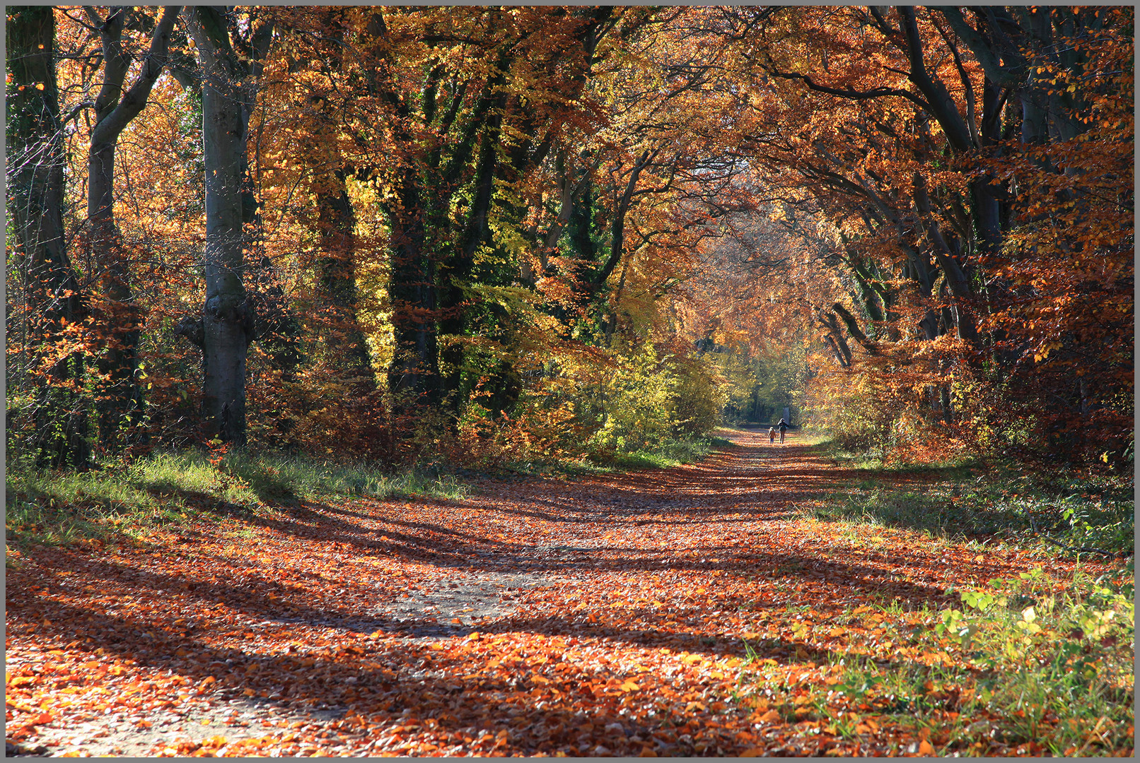 Balade en forêt