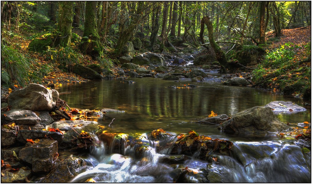 Balade en forêt