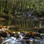 Balade en forêt