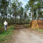 Balade en forêt ....