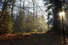 Balade en forêt