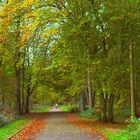 Balade en forêt