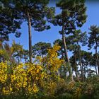 Balade en forêt de La Coubre - Spaziergang in dem Wald von La Coubre