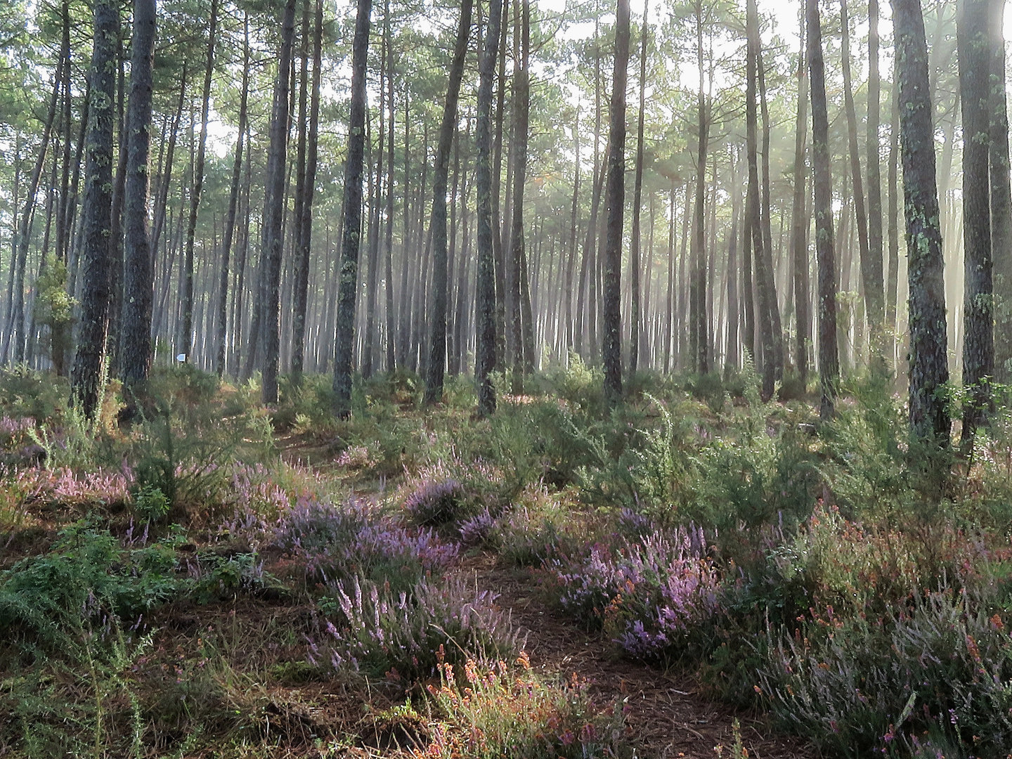 balade en forêt !