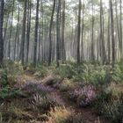 balade en forêt !