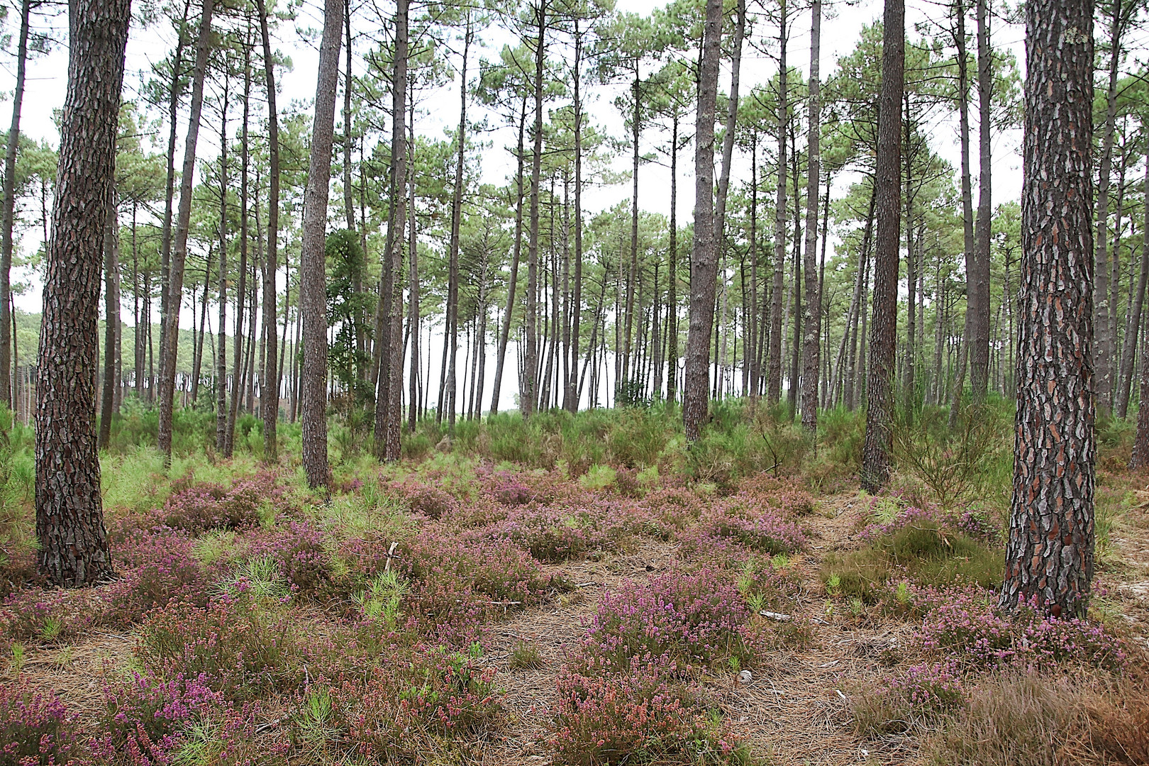 balade en forêt !