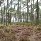 balade en forêt !