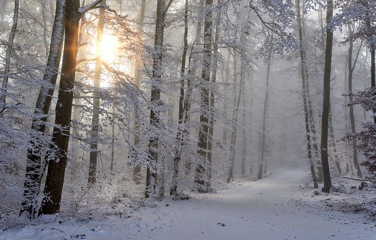 Balade en forêt ...