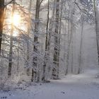 Balade en forêt ...