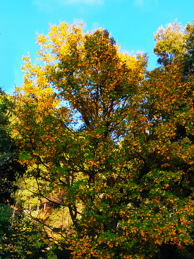 Balade en Novembre (3)