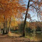 Balade forestière..