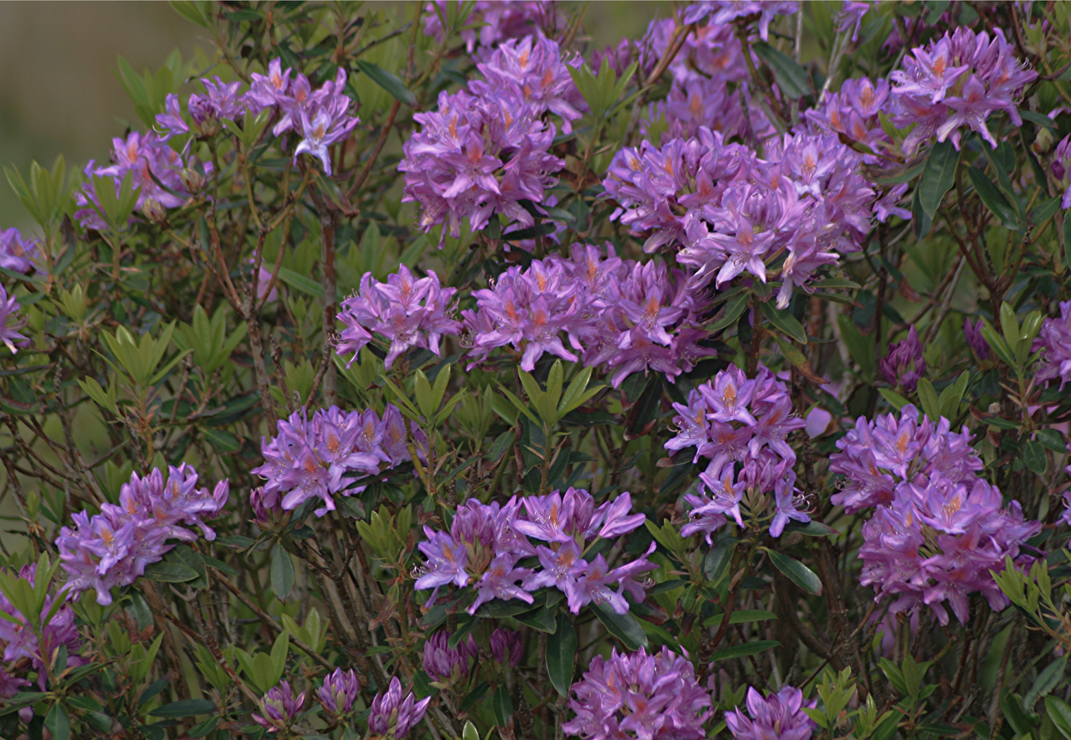 BALADE IRLANDAISE Killary Rhododendrons