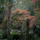 BALADE IRLANDAISE Les Jardins de Glenveagh Castle