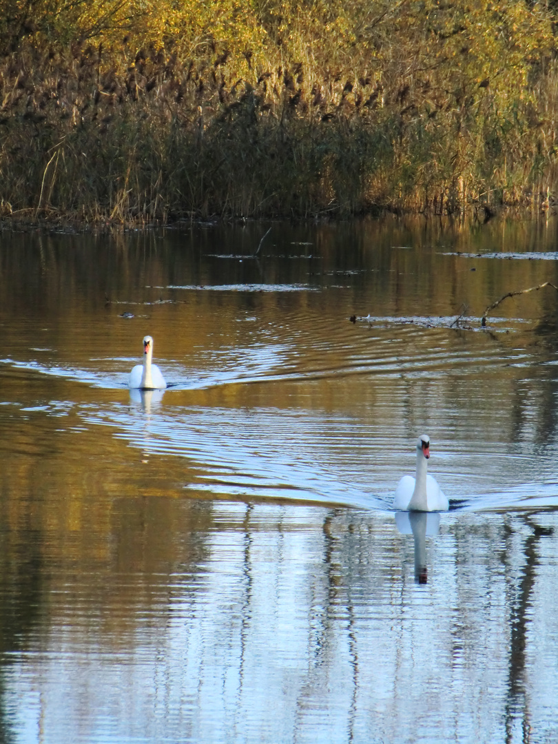 Balade le long de la rivière