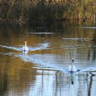 Balade le long de la rivière