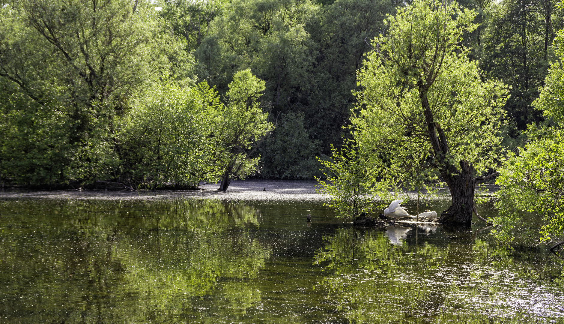 Balade nature à Meaux 