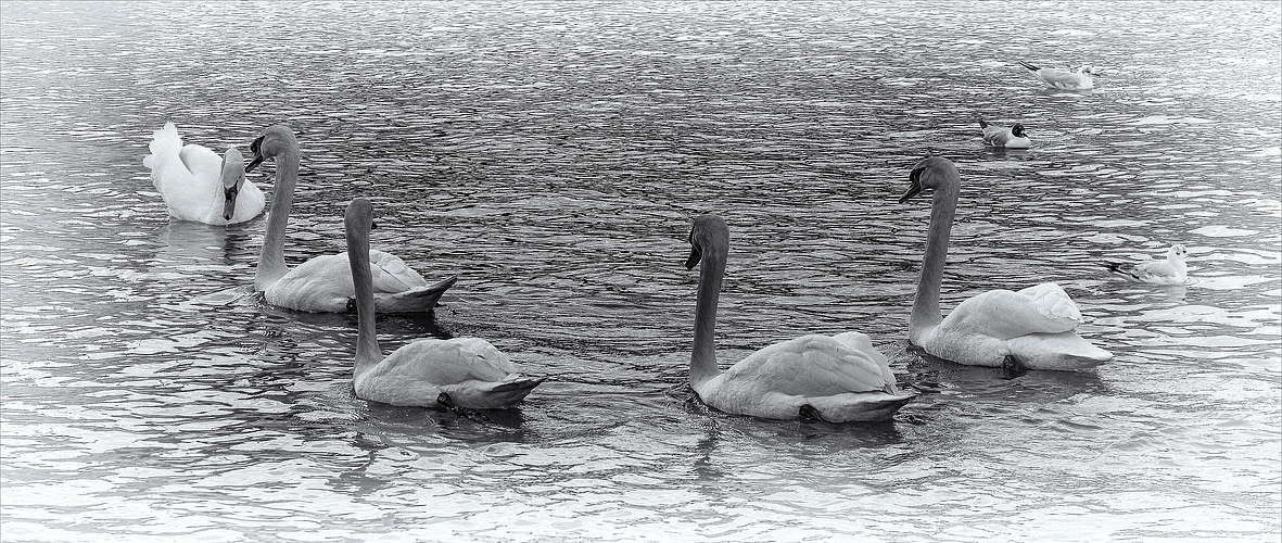 Balade pour cinq cygnes .