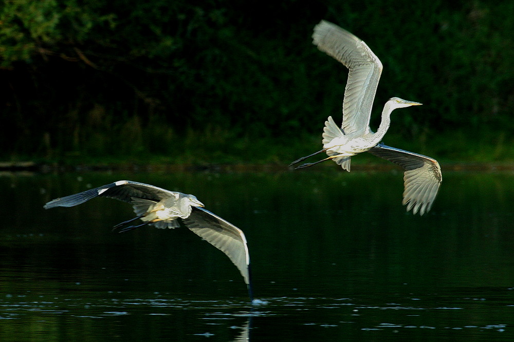 Balade pour deux hérons