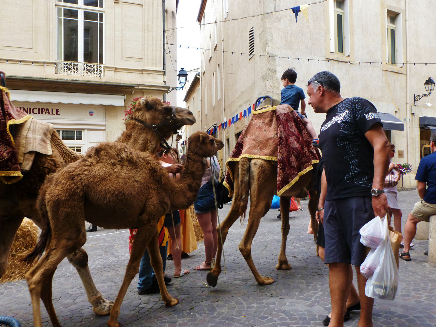 Balade sur un chameau dans les rues de Béziers