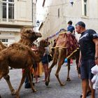 Balade sur un chameau dans les rues de Béziers