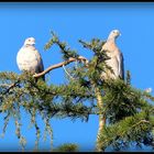 BALADES - AUTOUR - DE - SARLAT - 22 - -