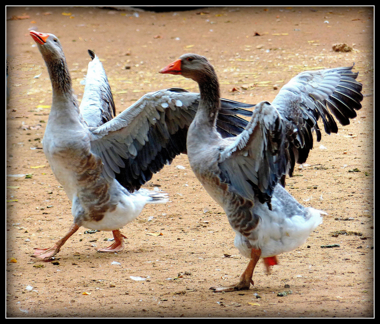 BALADES - AUTOUR - DE - SARLAT - 34 -