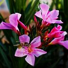 Baladre (Nerium Oleander )