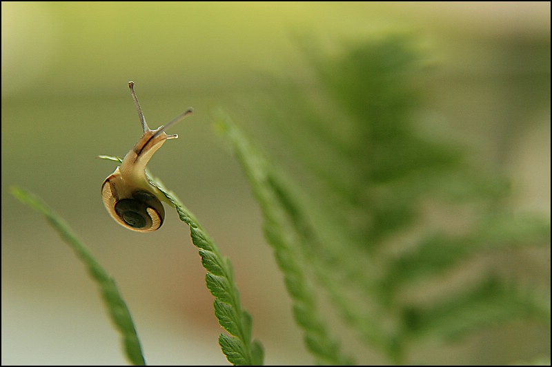 Balance-Akt einer Schnecke