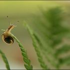 Balance-Akt einer Schnecke