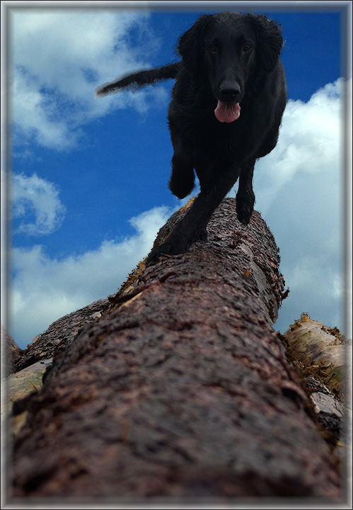 balance beam