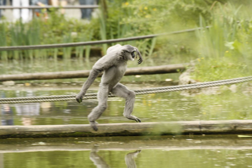 Balanceakt von Maik Eismann