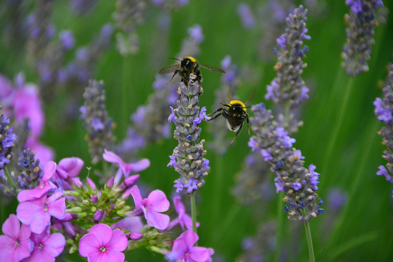 Balanceakt am Lavendel