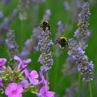 Balanceakt am Lavendel