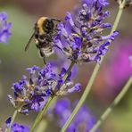 Balanceakt am Lavendel