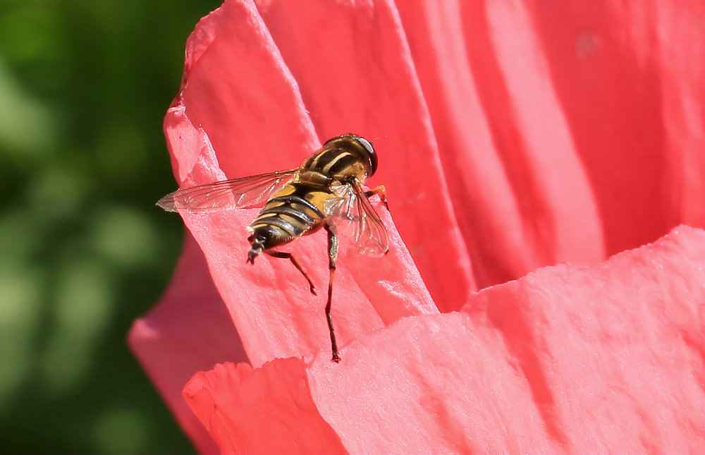 ~ balanceakt ~ auf ~ dem ~ Mohn ~