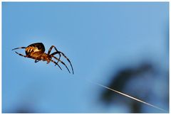 Balanceakt auf schwankendem Seil