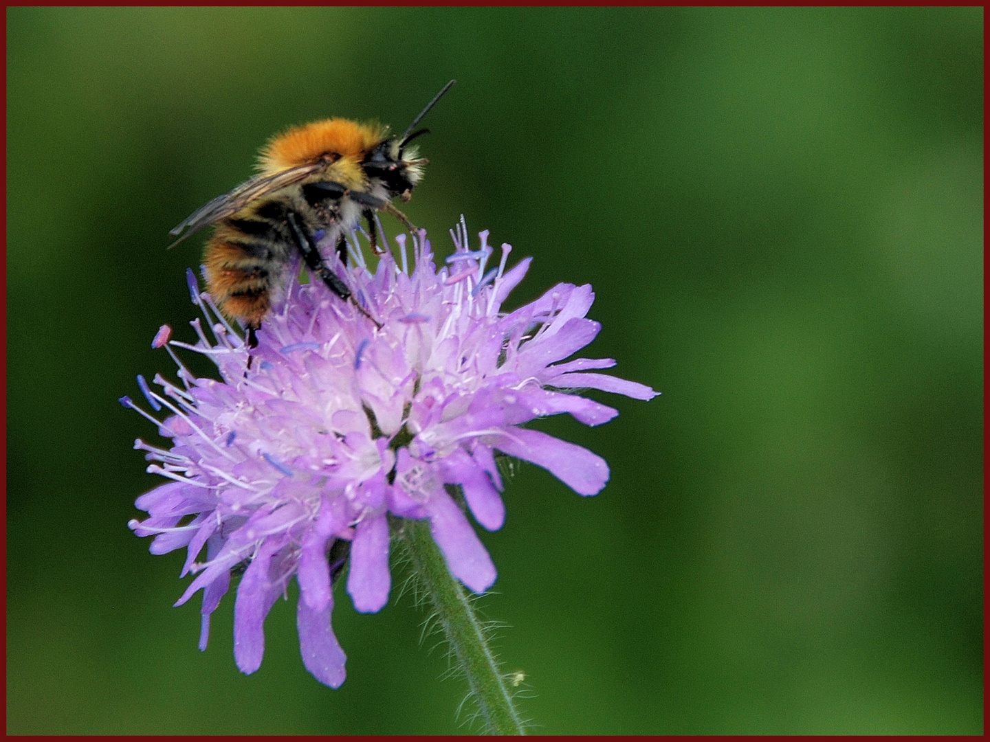 Balanceakt auf Witwenblume