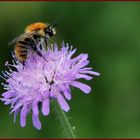 Balanceakt auf Witwenblume