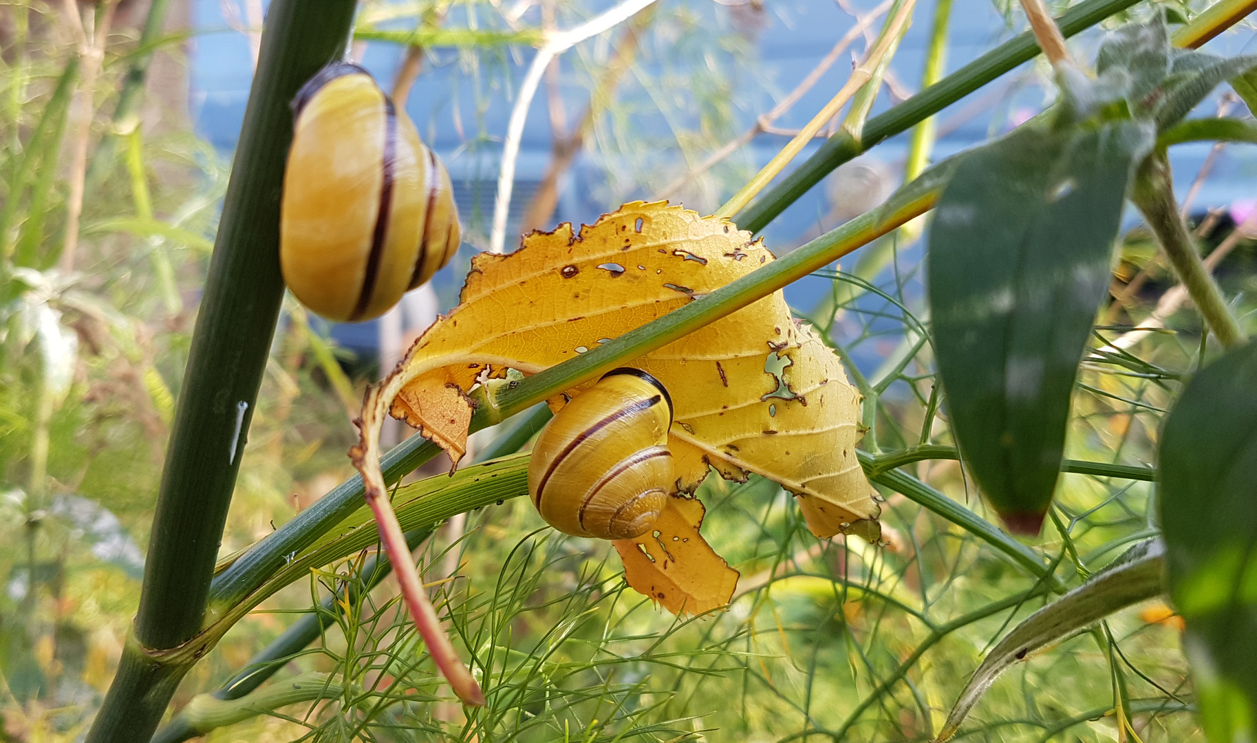 Balanceakt Bänderschnecken