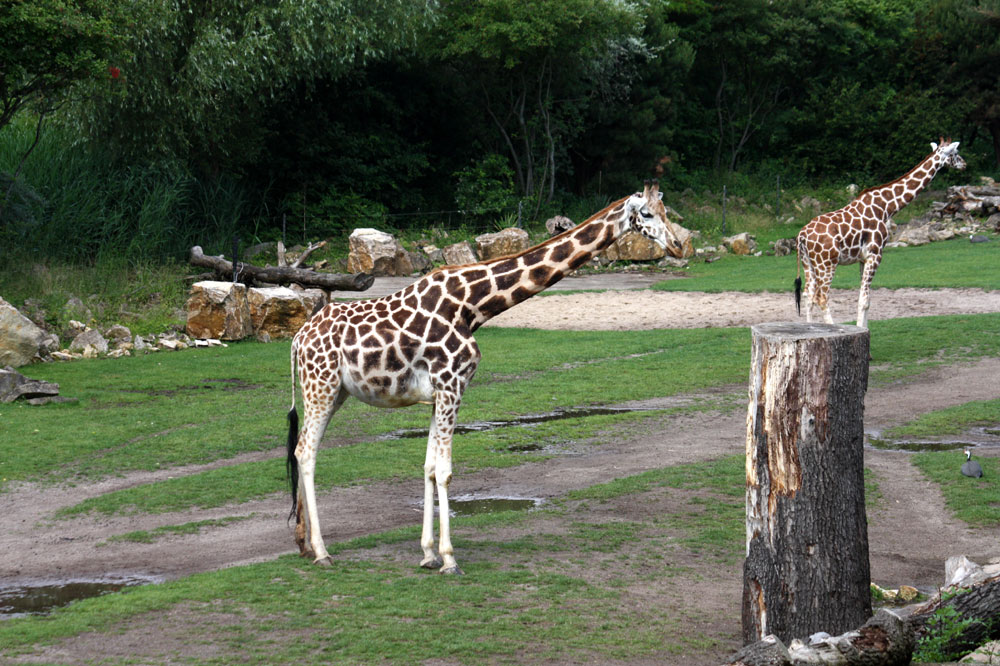 Balanceakt der Giraffe