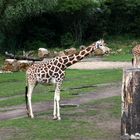 Balanceakt der Giraffe