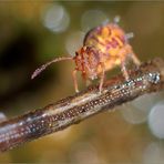 balanceakt des kugelspringers auf einer tannennadel ... - weniger als 1 millimeter lang