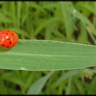 Balanceakt die Zweite......und Action....