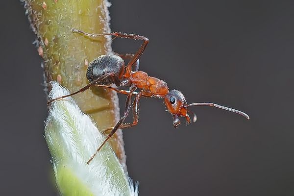 Balanceakt einer Waldameise ...