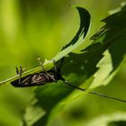 Balanceakt eines Bockkäfers