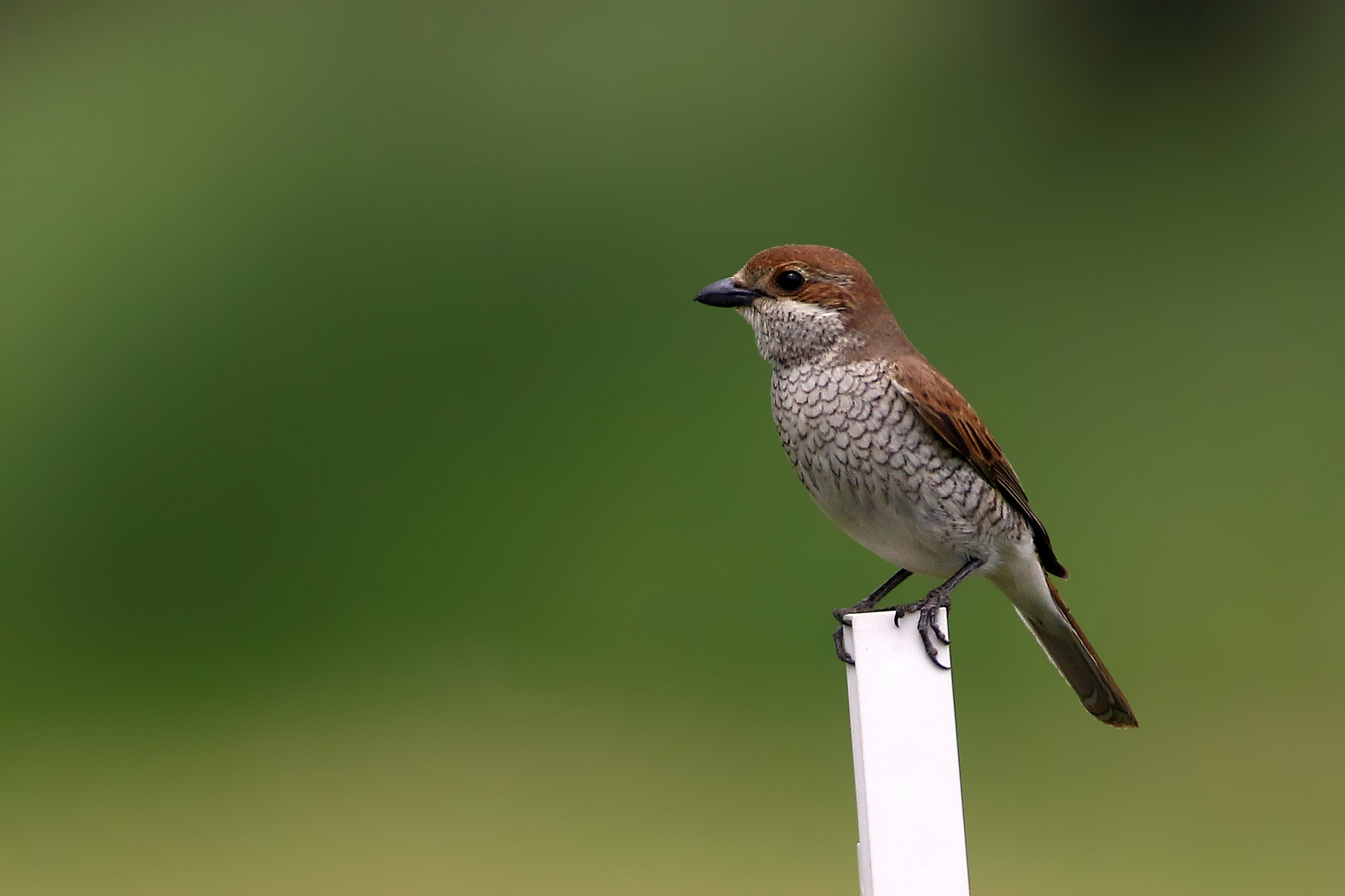 Balanceakt für den weiblichen Neuntöter (Lanius collurio)