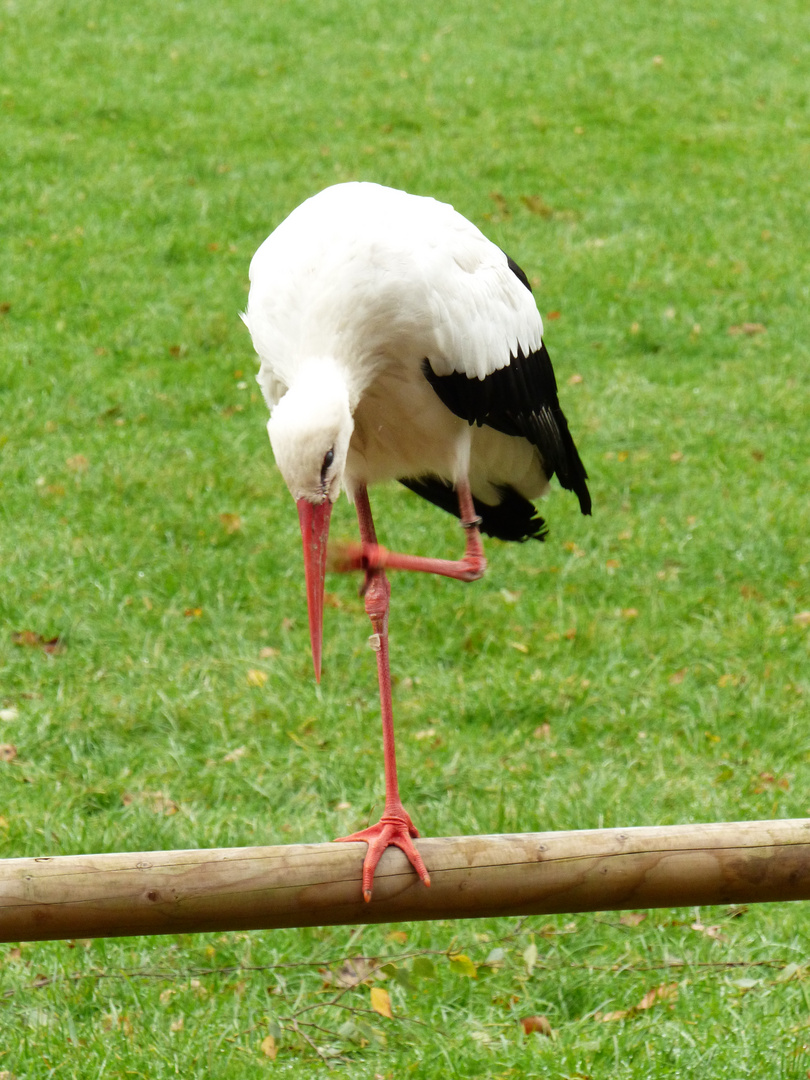 Balanceakt im Wildpark