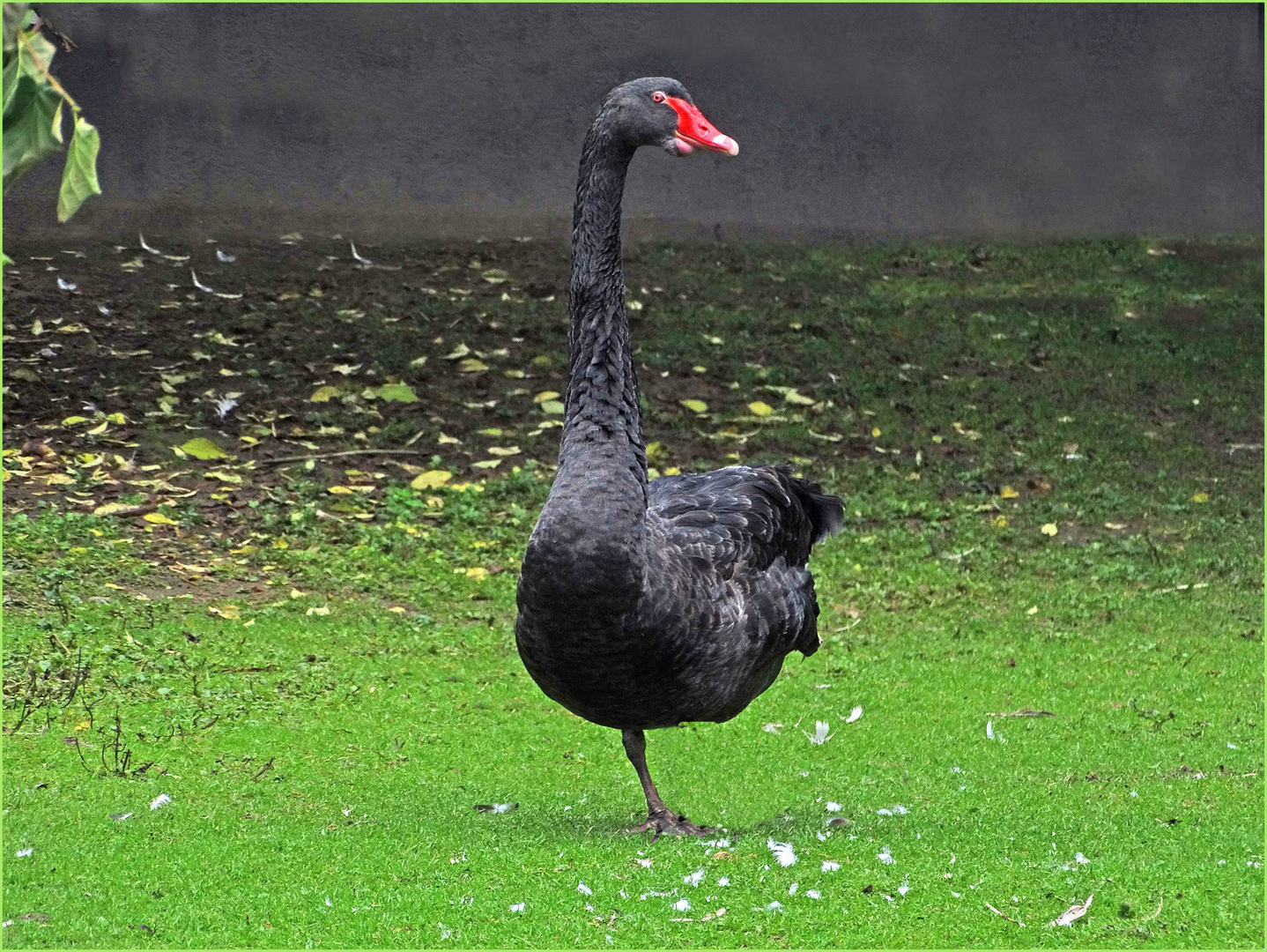 Balanceakt (Trauerschwan im Zoo Neuwied)