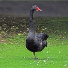 Balanceakt (Trauerschwan im Zoo Neuwied)