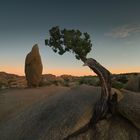 Balanced Rock and leaning juniper